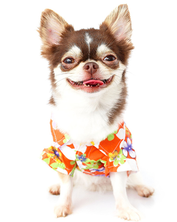 dog cloths