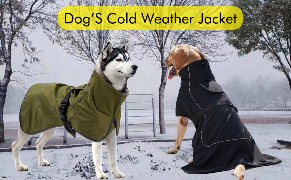 dog's winter coats
