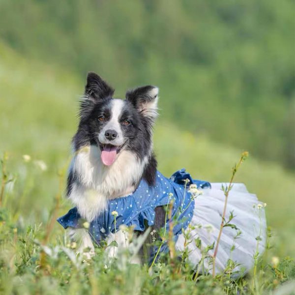 Polka Dot Big large Dog Princess Dress Tutu Skirt Golden Retriever Pitbull Summer Dog Clothes Hoodie Costume (XXXL, Blue)