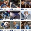 81G_TD5-yKL._AC_SL1500 Small Dog Hoodie Clothes Cute Stripe Shirts Denim Jumpsuit One-Piece Outfit for Small Medium Dogs Cats Boy Girl Chihuahua Blue Jeans Overalls Puppy Costume (Blue,M)