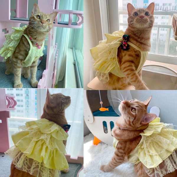 FIONA'S CLOSET Dog and Cat Clothes Sleeveless Dress Breathable Lace Cotton(Yellow, 1X-Large)