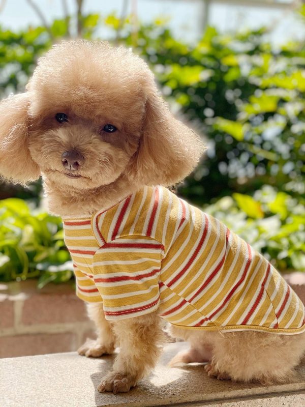 Dog Shirts Cotton Striped T-Shirt, Summer Pet Clothes for Small Dogs, 2-Pack Soft Puppy Apparel Cat Tee, Breathable Stretchy, Blue Yellow XL