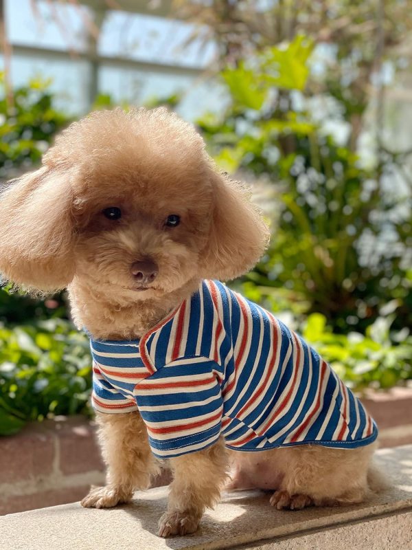 Dog Shirts Cotton Striped T-Shirt, Summer Pet Clothes for Small Dogs, 2-Pack Soft Puppy Apparel Cat Tee, Breathable Stretchy, Blue Yellow XL