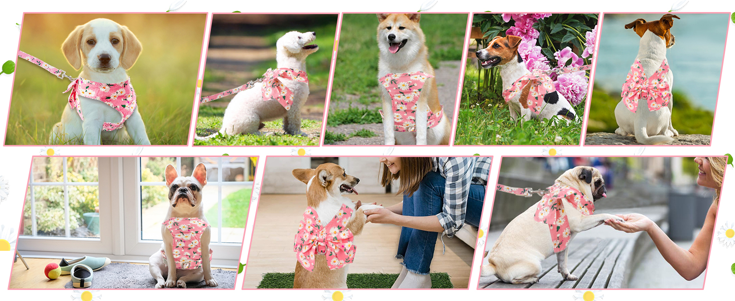 Dog Vest