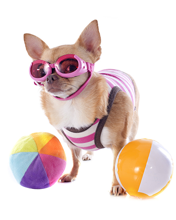 dog cloths