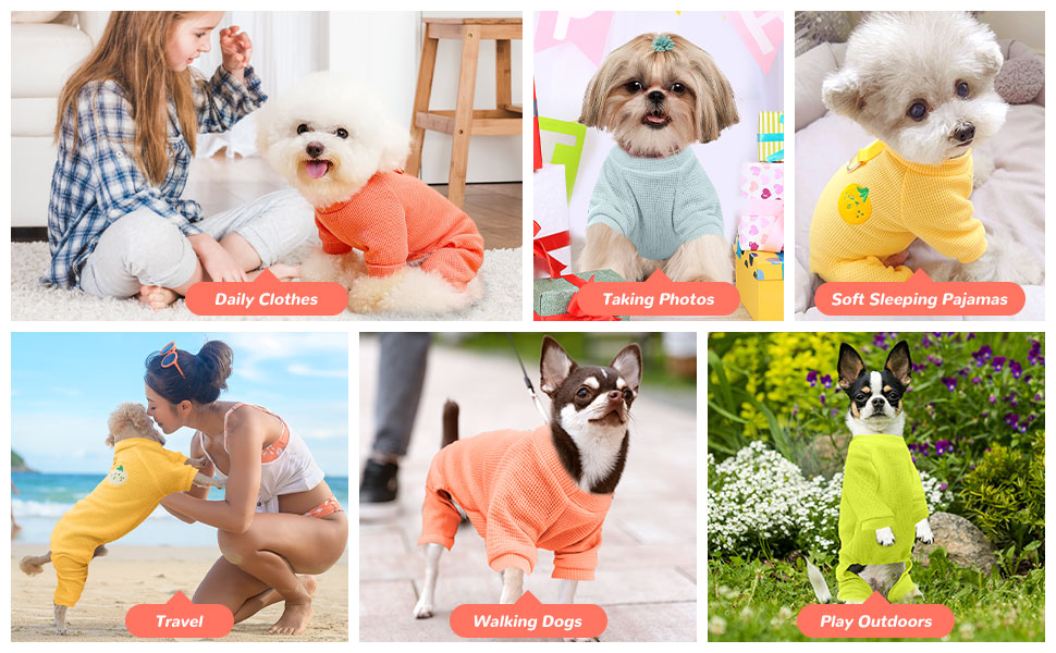 small dog costume