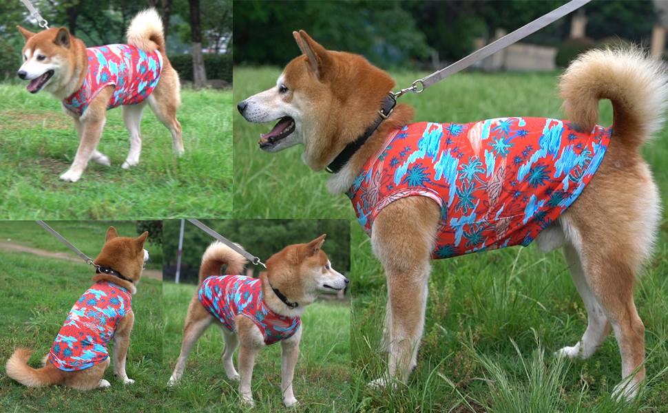 dog shirt